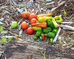 Peel tomatoes by dunking them in boiling water and leaving them until. Creating Salsa Gardens Growing Your Own Garden Fresh Salsa