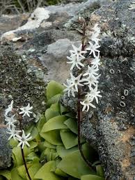 Image result for Holothrix villosa