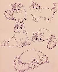 kartinki koshek i kotyat dlya srisovki ochen krasivye i prikolnye 10 cat sketch animal drawings cute animal drawings
