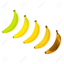 banana ripeness chart vector illustration set of different color