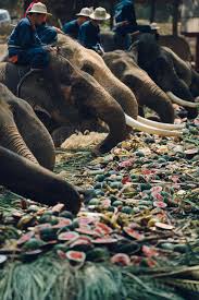 In Thailand You Can Ride An Elephant But Should You The New York Times Elephants are revered in sri lanka but some farmers view them as pests.