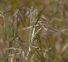 Image result for Hyparrhenia niariensis