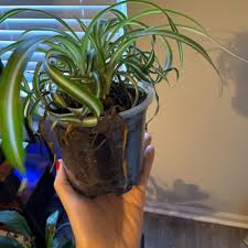 Image result for Chlorophytum bowkeri