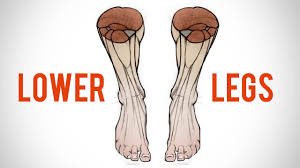 14th century anatomy art by leonardo da vinci How To Draw The Lower Leg Anatomy For Artists Youtube