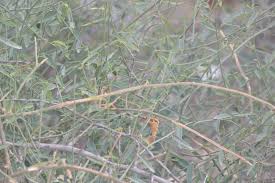 Image result for Maerua juncea