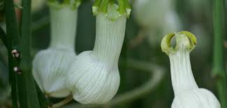 Image result for Ceropegia multiflora