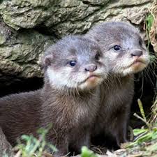 Quiz Which Is Cuter Cute Animals Animals Beautiful Cute Baby Animals