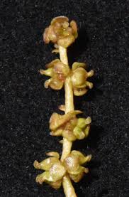 Image result for Potamogeton octandrus