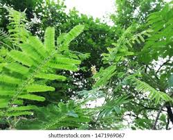 Image result for Faidherbia