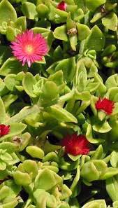 Therefore plants that grow in sand tend to be those which have the ability to quickly absorb water in quantities sufficient to maintain life and hold onto it by storage. Ice Plant Baby Sun Rose Aptenia Cordifolia Ground Cover Plants Sandy Soil