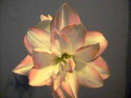 Blossom Peacock Youtube Amaryllis Bulbs Amaryllis Bulbs And Seeds
