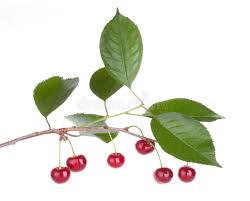 Any new items added to your cart as pickup in store will be sent to the new store. Cherry Fruits Tree With Leafs Isolated On White Background Aff Tree Fruits Cherry Leafs Background Ad Cherry Fruit Tree Cherry Fruit Fruit