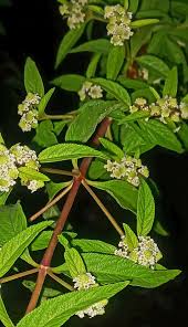 Image result for Lippia javanica