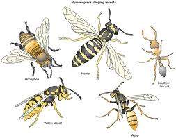 Taxonomic Study Of The Family Scoliidae Hymenoptera Aculeata In Iraq International Network For Natural Sciences Innspub Bee Wasp Animals Bugs