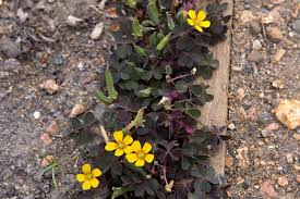 Image result for Oxalis corniculata