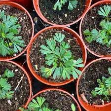 Image result for Actiniopteris