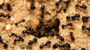 Ant bait stations may help remove the ants when they forage around the car. Why Your House Has An Infestation Of Ants And How To Get Rid Of Them