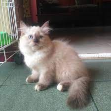 Oleh para peternak kucing, kucing himalaya masih memiliki warna lain dari ras persia sehingga tidak dipisah dalam pengelompokan rasnya. Kucing Persia Himalaya Shopee Indonesia
