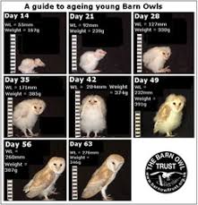 Common Barn owl