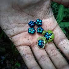 Image result for Margaritaria