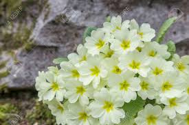 Image result for Primulaceae