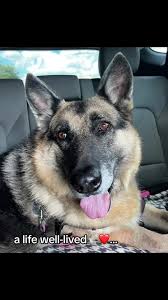 Remembering Jagger: A Beloved Dog's Courageous Battle with Cancer