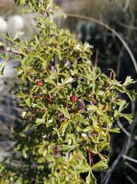 Image result for Searsia refracta