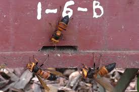 Preorders are now livefor all of the new surface devicesfor fall 2021 we may earn a com. Honeybees Insects Scream In Alarm When Hive Is Attacked By Giant Hornets New Scientist