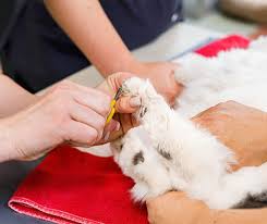 We researched the best calming treats for cats available on the market, so you can find the right option for your pet. Pet Grooming Pickering Ajax Veterinarians