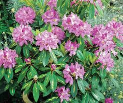 For example, if you plant rhododendron goldflimmer in hot, inland areas, you must plant it in partial shade, but the cultivar grows happily in full sun on a foggy coast. Rhododendrons For Fantastic Foliage Finegardening