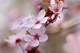 Cherry Blossom Spring Blossom Cherry Blossom Spring Blossom