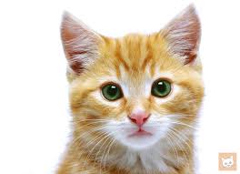 Ich bin derzeit für längere zeit im ausland und habe nun eine katze geschenkt bekommen. Darf Der Vermieter Katzen Verbieten Lieblingskatze