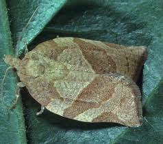 Image result for Archips rosanus