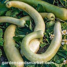 Image result for Lagenaria