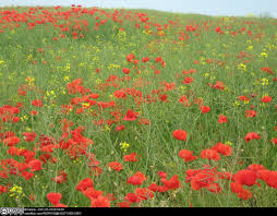 Image result for Papaveraceae