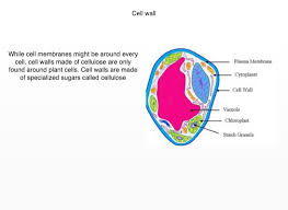 Secondary cell walls form ,when the cell is fully grown e.g. Cell Project Screen 14 On Flowvella Presentation Software For Mac Ipad And Iphone