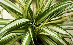 Maybe you would like to learn more about one of these? 5 Tanaman Hijau Tahan Panas Agar Taman Tetap Asri Di Musim Kemarau
