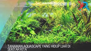 Untuk melakukan perawatannya kamu tidak begitu sulit, tetapi prosesnya kamu tinggal memberikan penerangan yang cukup agar cahaya yang masuk akan baik. Tanaman Aquascape Yang Hidup Liar Di Sekitar Kita Rekreartive