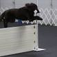 March Obedience Trial event image