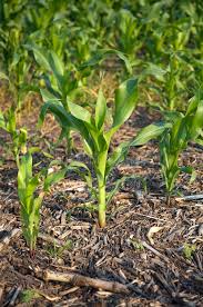 Large collections of hd transparent corn stalk png images for free download. 1 088 Young Corn Stalk Photos Free Royalty Free Stock Photos From Dreamstime