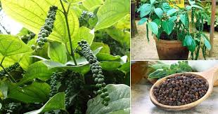 Because it's closed up, grow tents also trap heat and humidity inside, which is ideal for growing pepper plants. How To Grow Black Pepper Plant Growing Peppercorn