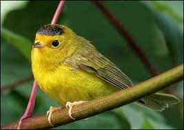 Birds Of Western Washington Bird Lore Wilson S Warbler African Grey Amazon Parrot Pionus