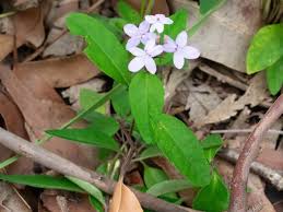 Image result for Pseuderanthemum