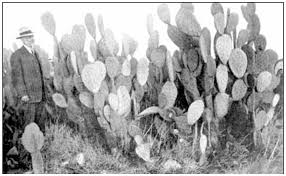 A cactus (plural cacti, cactuses, or less commonly, cactus)3 is a member of the plant family many cacti have short growing seasons and long dormancies, and spines are present even in those cacti with leaves, such as pereskia, pereskiopsis and maihuenia, so they clearly evolved before complete. Opuntia Index Part 11 W Z Cultivars