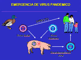 La pandemia de gripe de principios del siglo xx fue única debido a la desproporcionada cantidad de jóvenes que mató. La Oms Cree Inevitable Una Pandemia Si El Virus De La Gripe Aviar Y Humana Se Mezclaran Podria Causar Siete Millones De Muertos