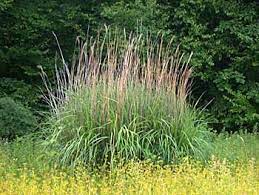 However, as a general rule, do not plant more than one cultivar on your property. Miscanthus Sinensis New Hybrids 250 Seeds
