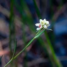 Image result for Kyllinga odorata