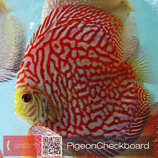 Pin By Biotopica Breeding Discus Fish On Criadero Biotopica Discus Fish Beautiful Fish Fish