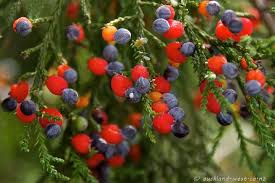 As your reliable local tree company in auckland, we provide a range of some of the best trees auckland has to offer including: Fruiting Kahikatea Dacrycarpus Dacrydioides Or Kahikatea From Its Name In The Maori Language Is A Coniferous Tree Plant Species Fruit Plants Native Garden
