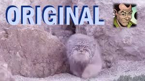 Animals dumb funny lol lm funny moments fun manul mems mem мемы мем лол фан кот котик животные манул манула. Otsyuda I Poshli Manuly Youtube